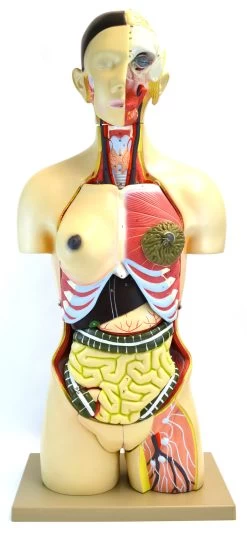 35" Dual Sex Premium Life Size Human Torso, 24 Parts, Highly Detailed Anatomical Model - With Open Back