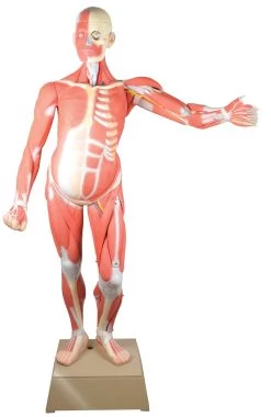 Muscular Human Anatomy Model; Life Size; Gendered Male; "Leonard" (36 Parts) -- 66.5" Model Height, 36 Removeable Parts, Incredibly Detailed