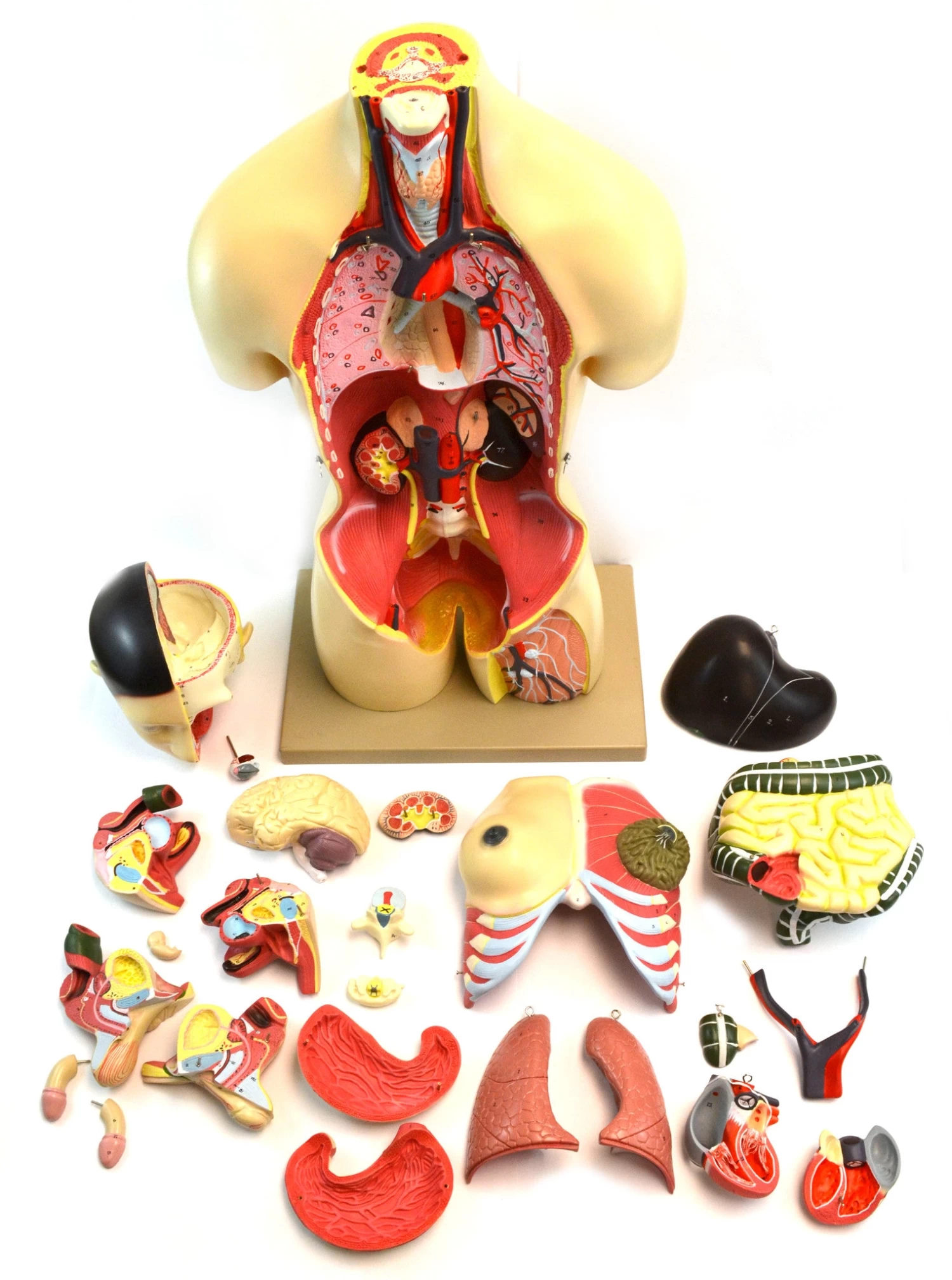 35" Dual Sex Premium Life Size Human Torso, 24 Parts, Highly Detailed Anatomical Model - With Open Back 2 35" Dual Sex Premium Life Size Human Torso, 24 Parts, Highly Detailed Anatomical Model - With Open Back - Image 2