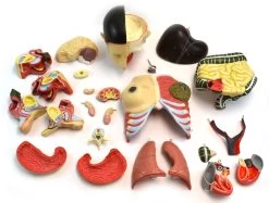 35" Dual Sex Premium Life Size Human Torso, 24 Parts, Highly Detailed Anatomical Model - With Open Back 11 35" Dual Sex Premium Life Size Human Torso, 24 Parts, Highly Detailed Anatomical Model - With Open Back -Laboratory Instrument Store AM0001 3