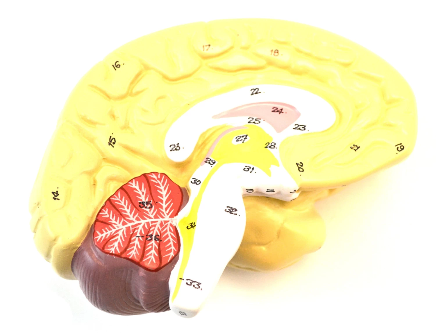 35" Dual Sex Premium Life Size Human Torso, 24 Parts, Highly Detailed Anatomical Model - With Open Back 4 35" Dual Sex Premium Life Size Human Torso, 24 Parts, Highly Detailed Anatomical Model - With Open Back - Image 4