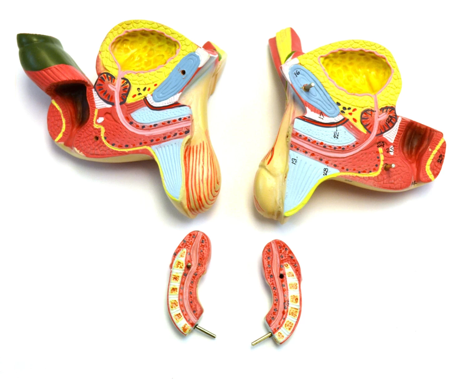 35" Dual Sex Premium Life Size Human Torso, 24 Parts, Highly Detailed Anatomical Model - With Open Back 5 35" Dual Sex Premium Life Size Human Torso, 24 Parts, Highly Detailed Anatomical Model - With Open Back - Image 5