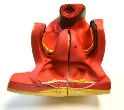 35" Dual Sex Premium Life Size Human Torso, 24 Parts, Highly Detailed Anatomical Model - With Open Back 14 35" Dual Sex Premium Life Size Human Torso, 24 Parts, Highly Detailed Anatomical Model - With Open Back -Laboratory Instrument Store AM0001 6