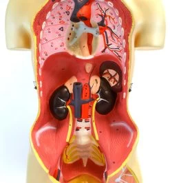 35" Dual Sex Premium Life Size Human Torso, 24 Parts, Highly Detailed Anatomical Model - With Open Back 15 35" Dual Sex Premium Life Size Human Torso, 24 Parts, Highly Detailed Anatomical Model - With Open Back -Laboratory Instrument Store AM0001 7