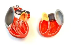 35" Dual Sex Premium Life Size Human Torso, 24 Parts, Highly Detailed Anatomical Model - With Open Back 16 35" Dual Sex Premium Life Size Human Torso, 24 Parts, Highly Detailed Anatomical Model - With Open Back -Laboratory Instrument Store AM0001 8