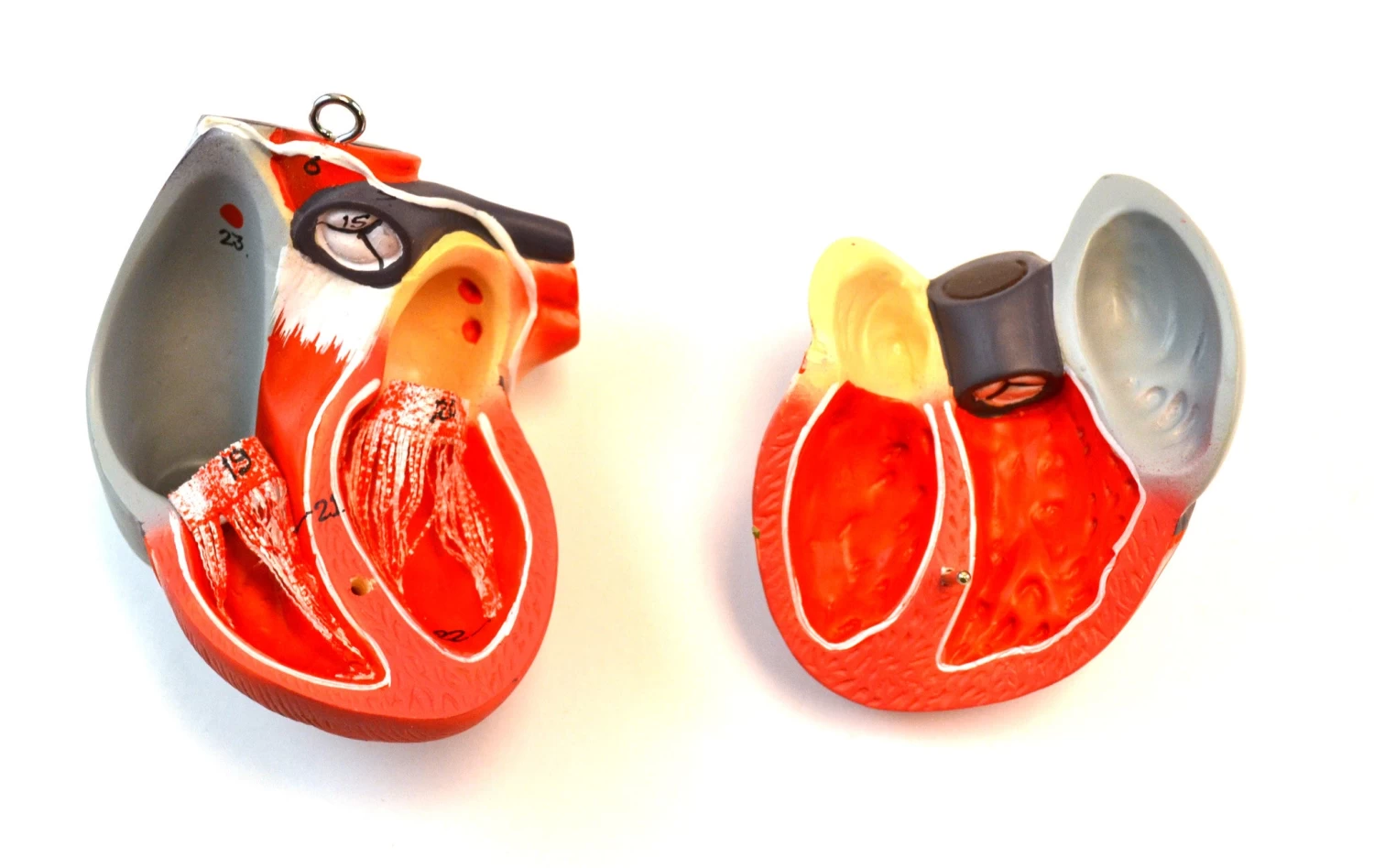 35" Dual Sex Premium Life Size Human Torso, 24 Parts, Highly Detailed Anatomical Model - With Open Back 8 35" Dual Sex Premium Life Size Human Torso, 24 Parts, Highly Detailed Anatomical Model - With Open Back - Image 8