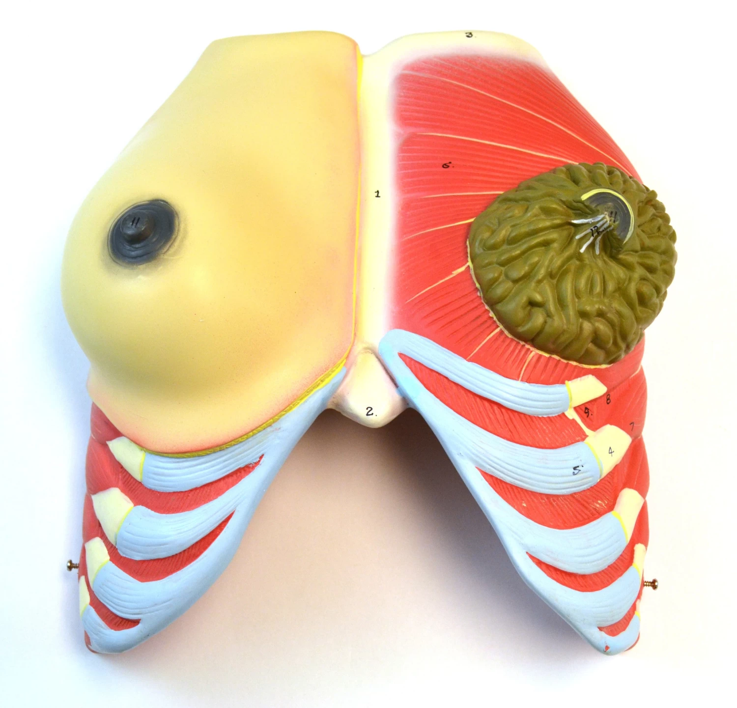 35" Dual Sex Premium Life Size Human Torso, 24 Parts, Highly Detailed Anatomical Model - With Open Back 9 35" Dual Sex Premium Life Size Human Torso, 24 Parts, Highly Detailed Anatomical Model - With Open Back - Image 9