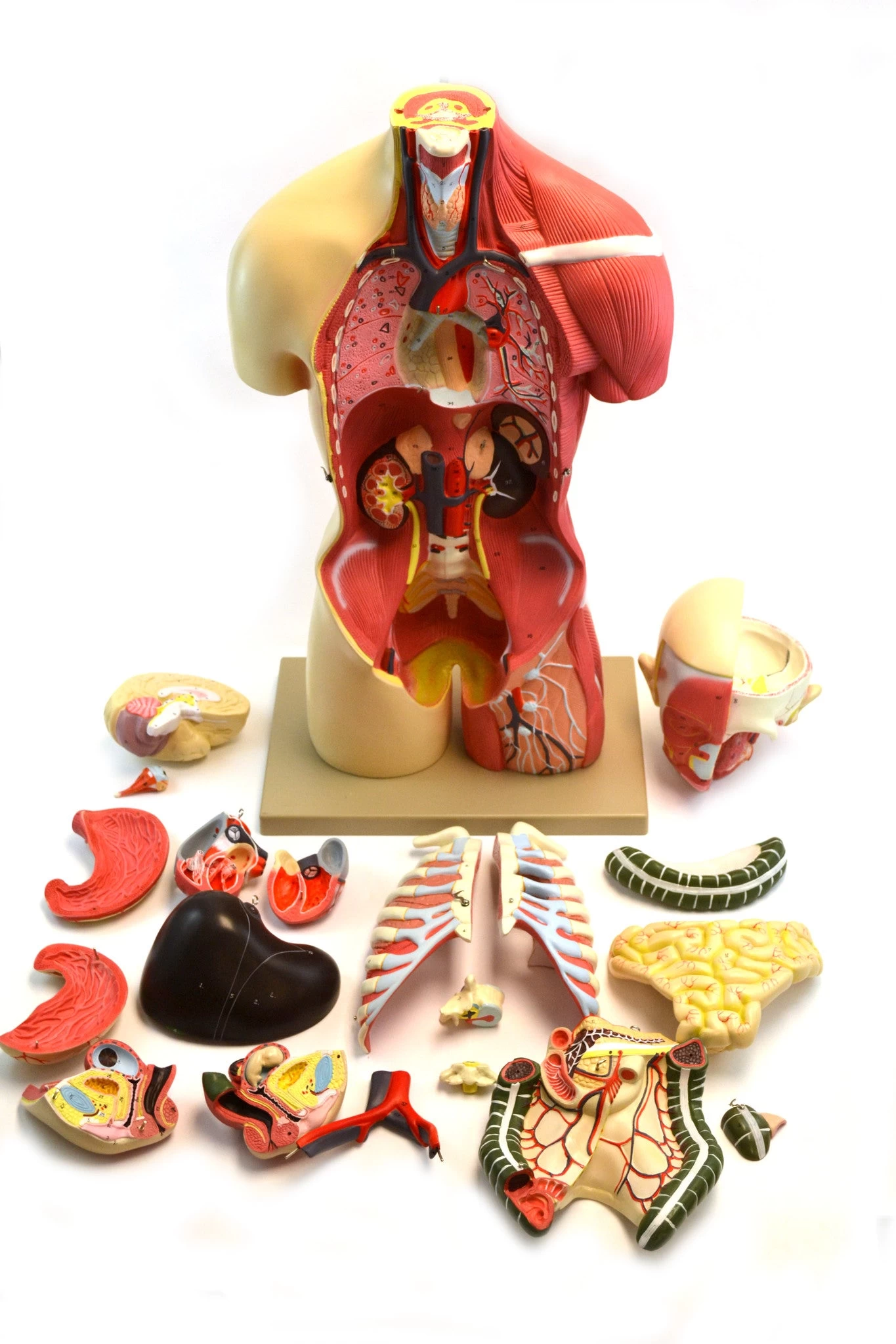 Human Torso, Anatomical Model - Female, Life Size 35" - 19 Parts, Highly Detailed With Muscles & Open Back 2 Human Torso, Anatomical Model - Female, Life Size 35" - 19 Parts, Highly Detailed With Muscles & Open Back - Image 2