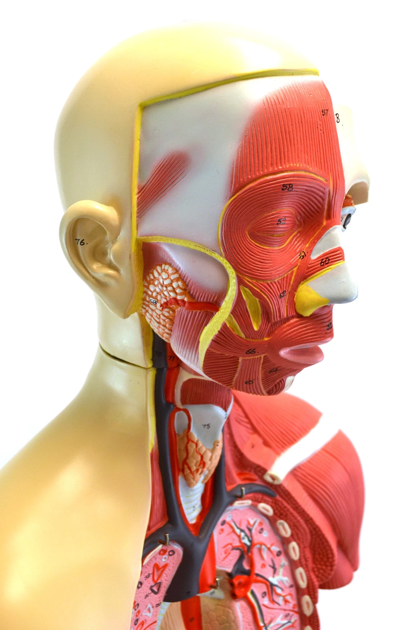 Human Torso, Anatomical Model - Female, Life Size 35" - 19 Parts, Highly Detailed With Muscles & Open Back 3 Human Torso, Anatomical Model - Female, Life Size 35" - 19 Parts, Highly Detailed With Muscles & Open Back - Image 3