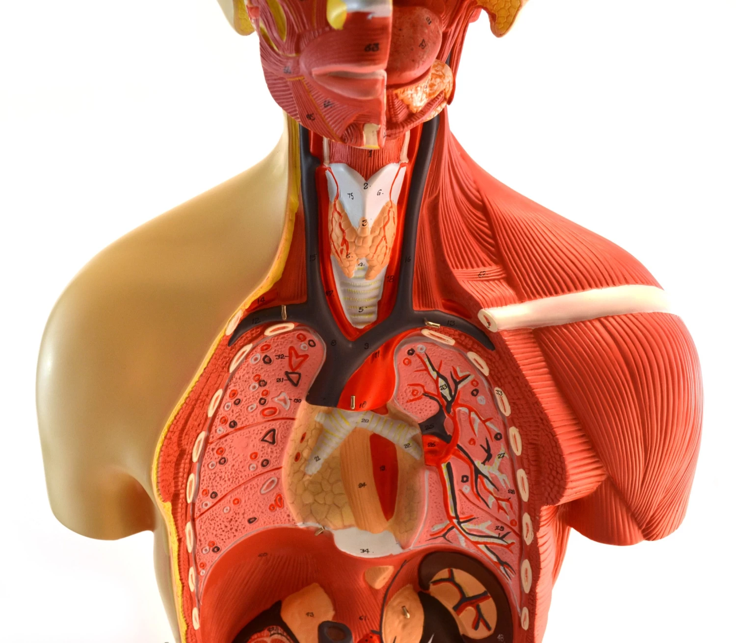 Human Torso, Anatomical Model - Female, Life Size 35" - 19 Parts, Highly Detailed With Muscles & Open Back 4 Human Torso, Anatomical Model - Female, Life Size 35" - 19 Parts, Highly Detailed With Muscles & Open Back - Image 4