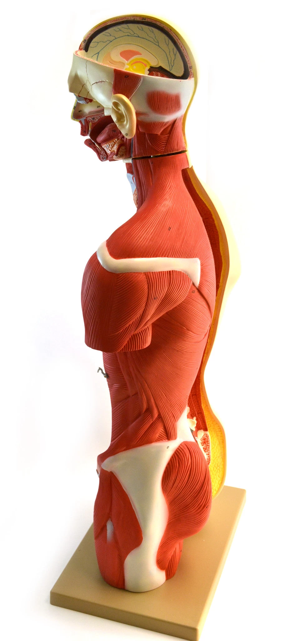 Human Torso, Anatomical Model - Female, Life Size 35" - 19 Parts, Highly Detailed With Muscles & Open Back 5 Human Torso, Anatomical Model - Female, Life Size 35" - 19 Parts, Highly Detailed With Muscles & Open Back - Image 5