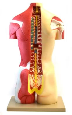 Human Torso, Anatomical Model - Female, Life Size 35" - 19 Parts, Highly Detailed With Muscles & Open Back 13 Human Torso, Anatomical Model - Female, Life Size 35" - 19 Parts, Highly Detailed With Muscles & Open Back -Laboratory Instrument Store AM0009 6 c56e2405 cfe4 4a4e 8f1d 612b0e9fefd2