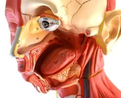 Human Torso, Anatomical Model - Female, Life Size 35" - 19 Parts, Highly Detailed With Muscles & Open Back 15 Human Torso, Anatomical Model - Female, Life Size 35" - 19 Parts, Highly Detailed With Muscles & Open Back -Laboratory Instrument Store AM0009 8 74c8b03d 6ef9 4218 b75d b140cb7e8a9c