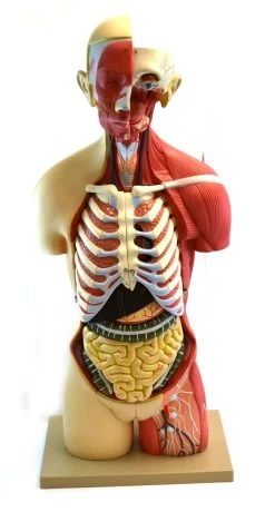 Human Torso, Anatomical Model - Female, Life Size 35" - 19 Parts, Highly Detailed With Muscles & Open Back