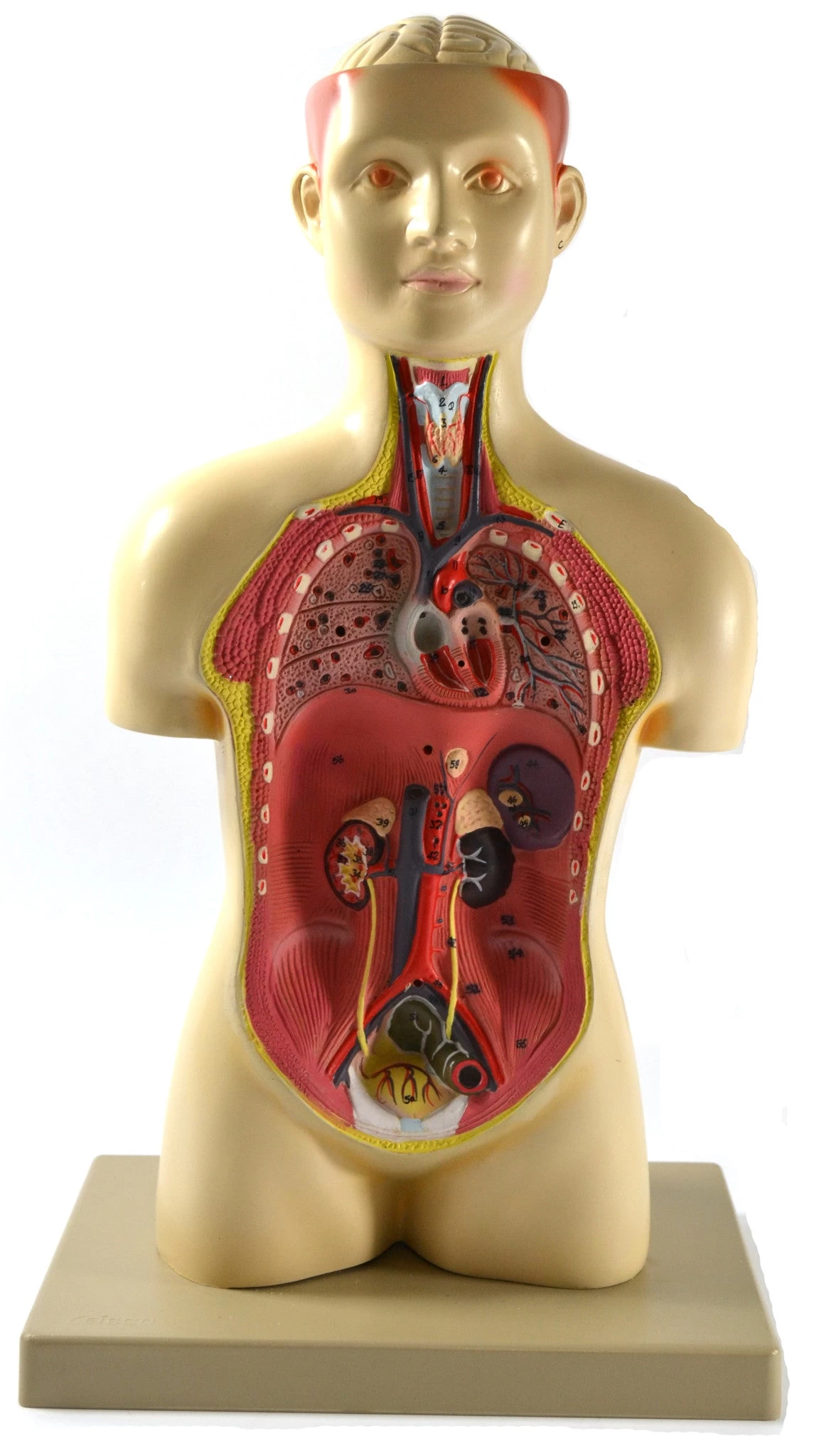 Half Life Size Human Torso Model; 17'' 2 Half Life Size Human Torso Model; 17'' - Image 2