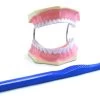 Giant Dental Care Model, Teeth And Gums With Giant Tooth Brush, 3 Times Life Size