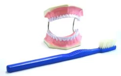 Giant Dental Care Model, Teeth And Gums With Giant Tooth Brush, 3 Times Life Size