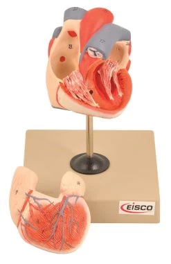 Model Human Heart - 2 Parts