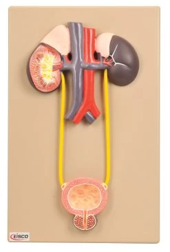 Urinary Organs - Kidney With Bladder Model, 15" X 9" Approx.