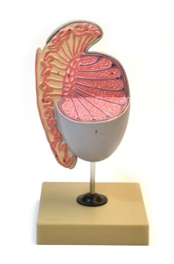Model Of Human Testicle Showing Details On Stand