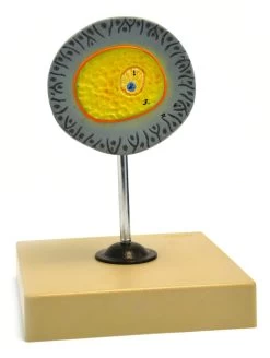 Model Of Human Female Egg - 6.5" Tall On 5"x 5" Base