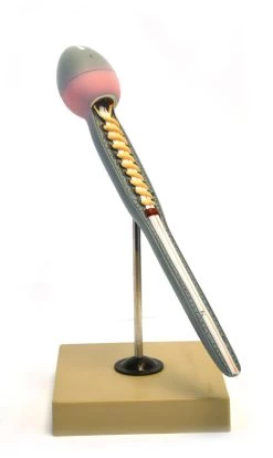 Model Of Human Sperm; Greatly Magnified (15" Long); On Stand