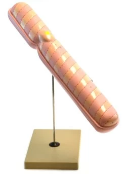 Eisco Labs 22" Model Chromosome Mounted On Base - Extra Large