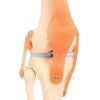 Model Human Knee Joint