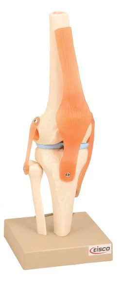 Model Human Knee Joint
