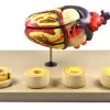 Model Of Human Heart Conditions Pathology; Larger Than Life Size (10"); Artery Cross Sections 2.5" In Diameter