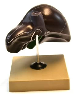Human Liver Model, Half Life Size, With Gall Bladder, 3 Dimensional, 7 X 5 Inches