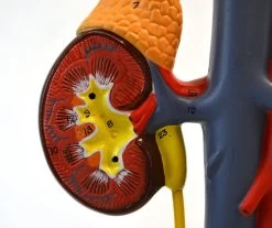 Male Urinary System Model, Life Size, Free Standing, 15 Inches Tall -Laboratory Instrument Store AM0356 4 f24f0700 aadf 48b4 b998 2f82ed51495b