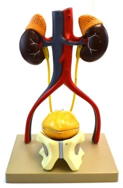 Male Urinary System Model, Life Size, Free Standing, 15 Inches Tall