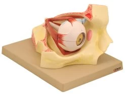 Model, Human Eye In Orbit, 9 Part, Dissectable, 3 Times Enlarged
