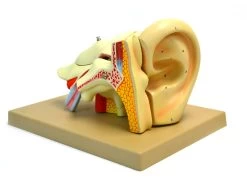 Model, Human Ear, 5 Parts, 4x Life Size