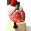Life Size Human Heart Model On Base; 2 Parts