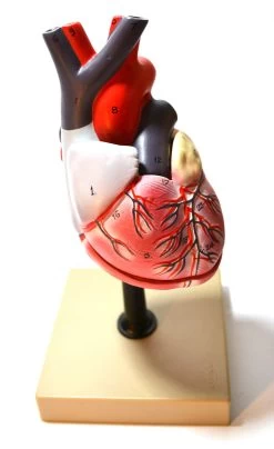 Life Size Human Heart Model On Base; 2 Parts