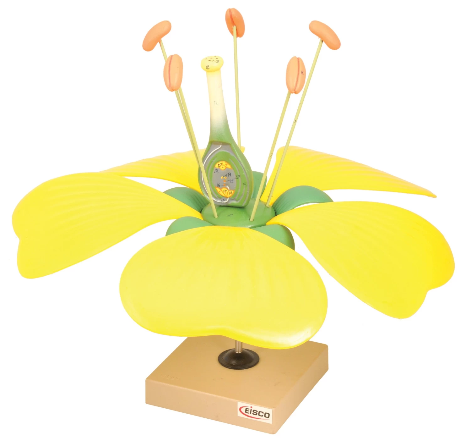 Model Typical Flower 1 Model Typical Flower