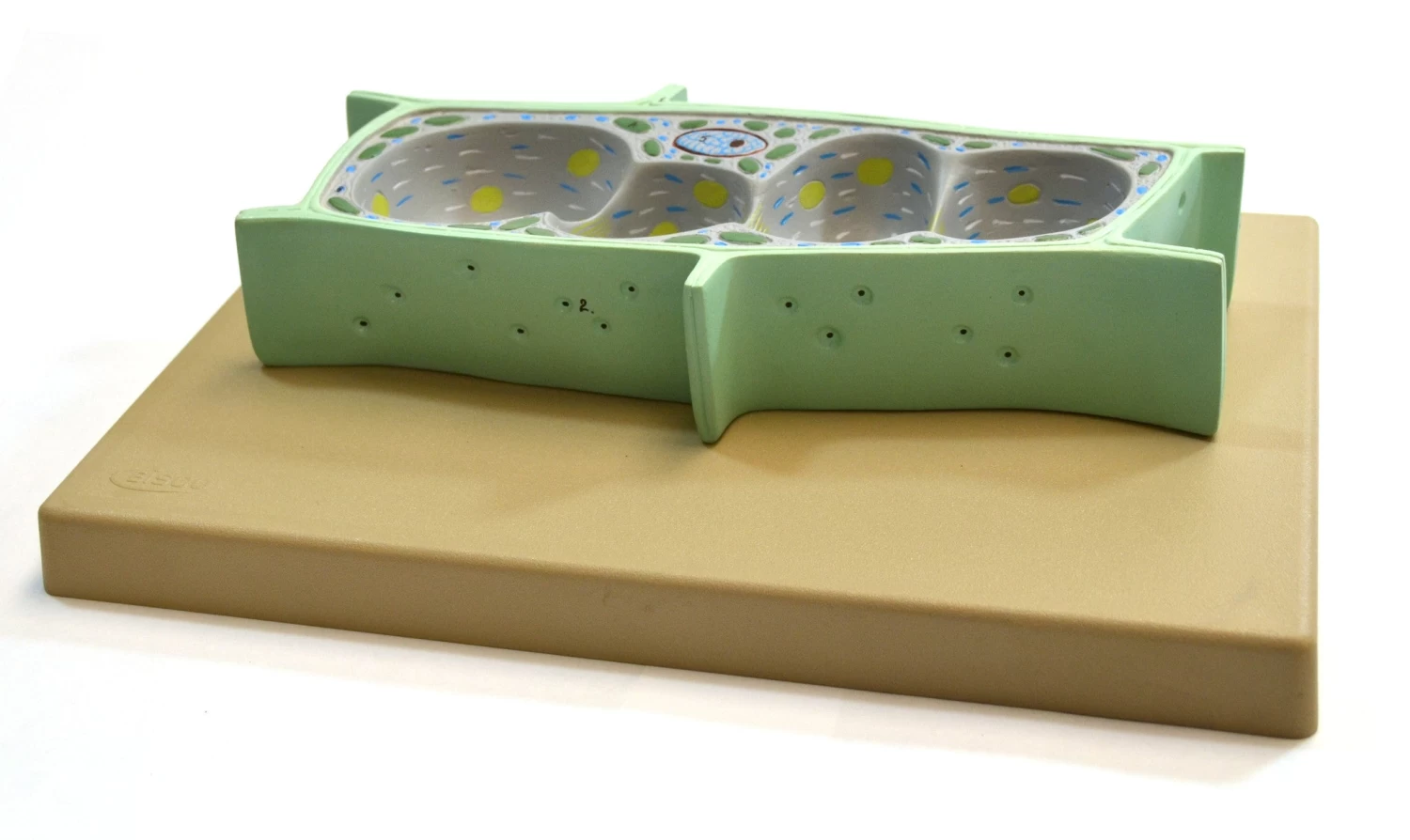 3D Plant Cell Model, Greatly Magnified, Approx. 14"x9"x3" 1 3D Plant Cell Model, Greatly Magnified, Approx. 14"x9"x3"