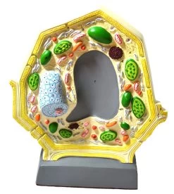 Plant Cell Model; Free Standing; Height 10.5"; Width 8.5"; Greatly Magnified