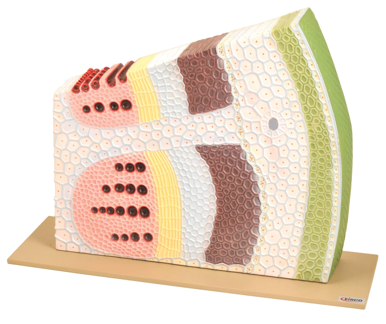PremiumDicot Stem Model On Base; Transverse Section And Longitudinal Section; Greatly Magnified 1 PremiumDicot Stem Model On Base; Transverse Section And Longitudinal Section; Greatly Magnified