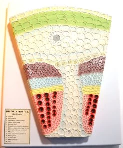 PremiumDicot Stem Model On Base; Transverse Section; Greatly Magnified
