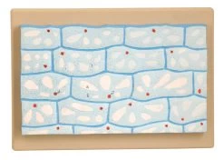 Model Onion Epidermal Cell
