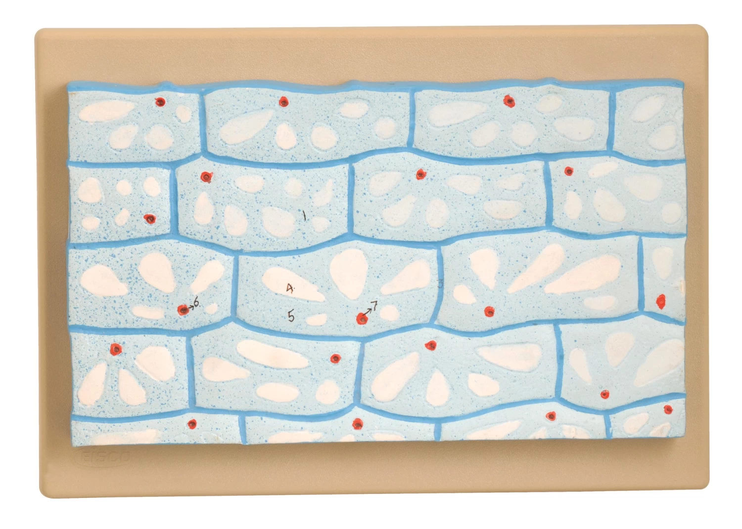 Model Onion Epidermal Cell 1 Model Onion Epidermal Cell