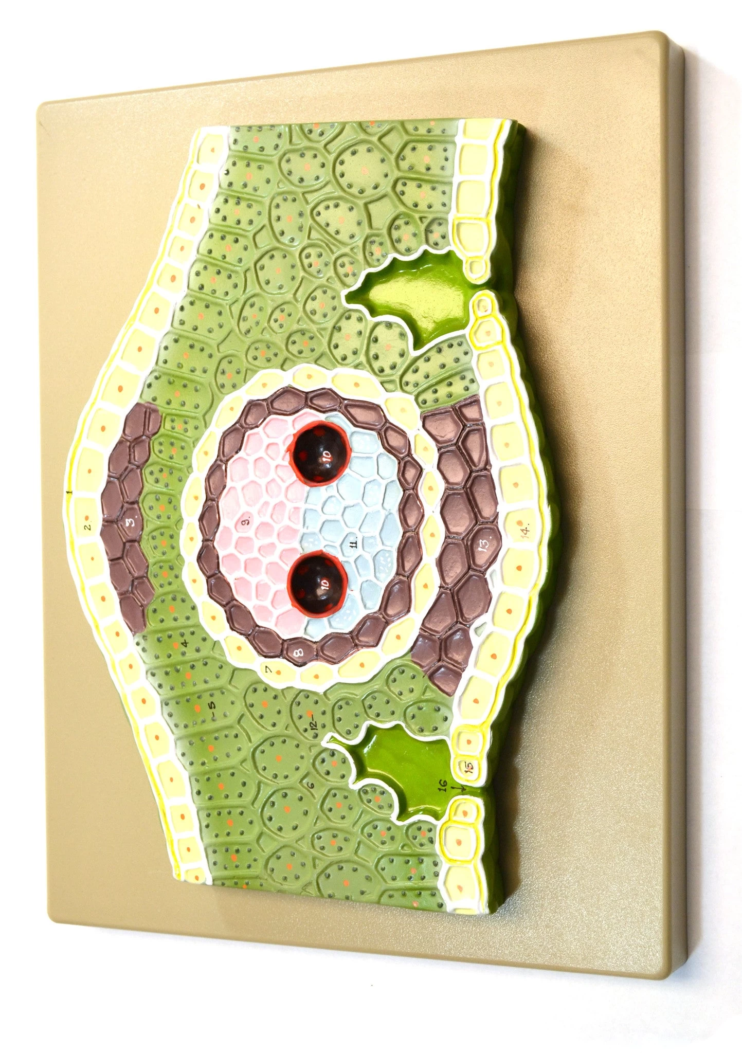 Monocot Leaf Model, Vertical Section, Enlarged 300x, Approx. 13"x10" 1 Monocot Leaf Model, Vertical Section, Enlarged 300x, Approx. 13"x10"