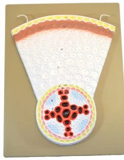 EISCO Dicot Root Transverse Section Model, Hand Painted
