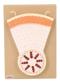 Model Monocot Root T.S.