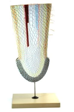 Root Tip Model (on Stand)