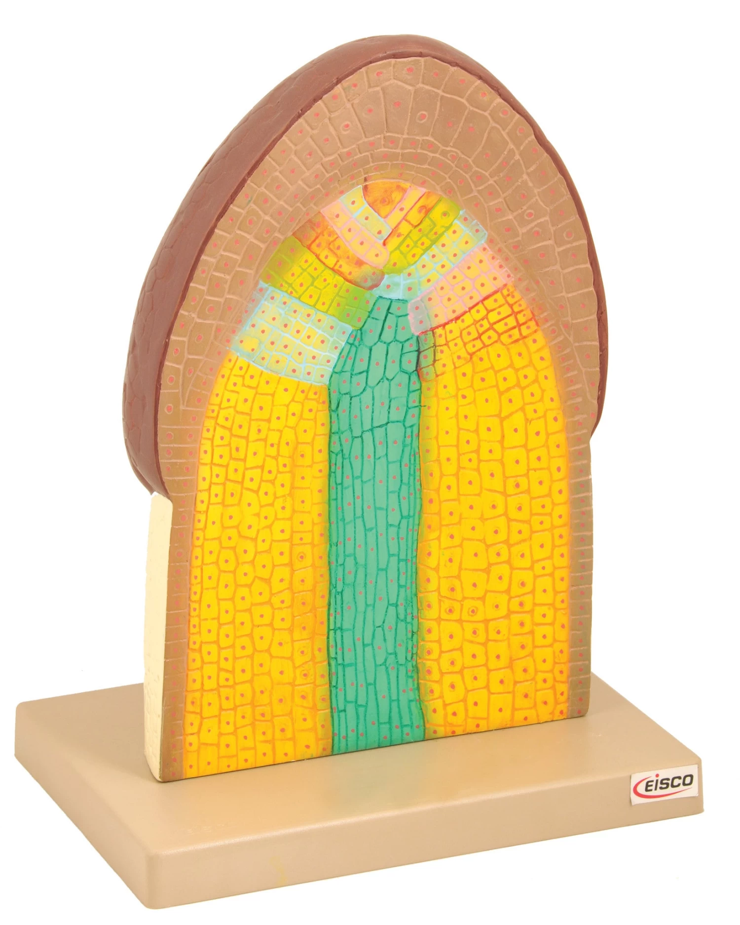 Model Cell Structure Of Root Tip 1 Model Cell Structure Of Root Tip