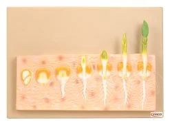 Model Monocot Seed Germination (Maize)